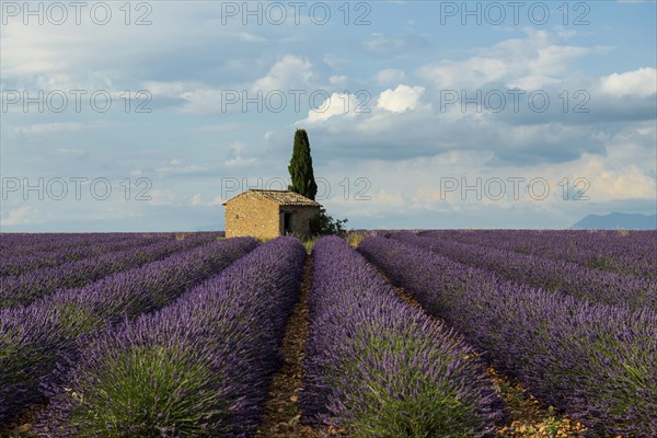 Flowering lavender