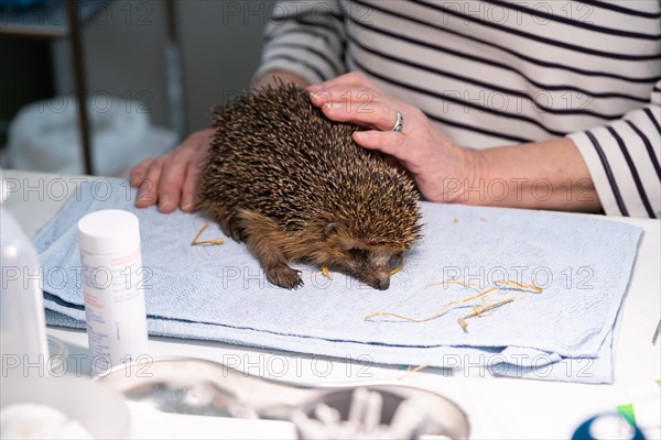 European hedgehog