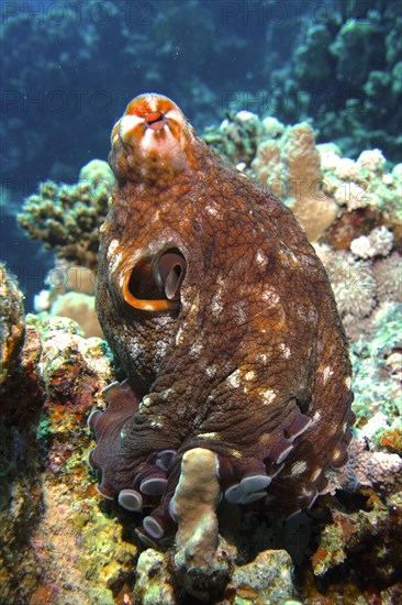 Great Blue Octopus