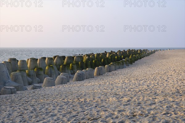 Tetrapods