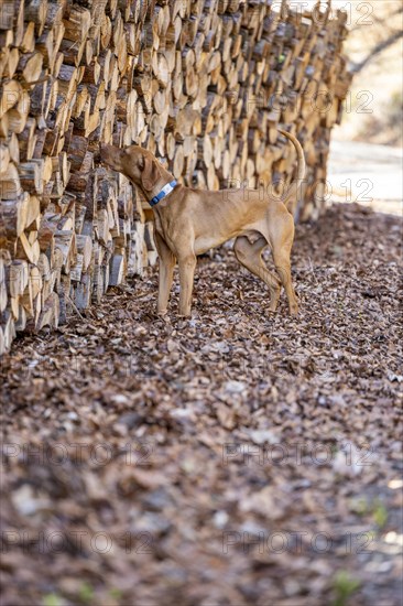 Roevidszoru Magyar Vizsla