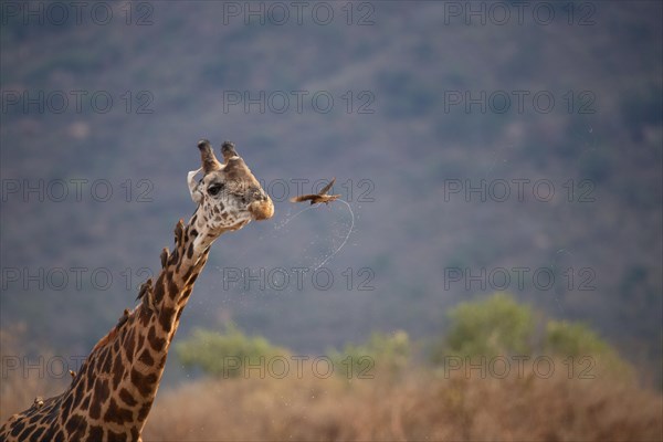 Single giraffe