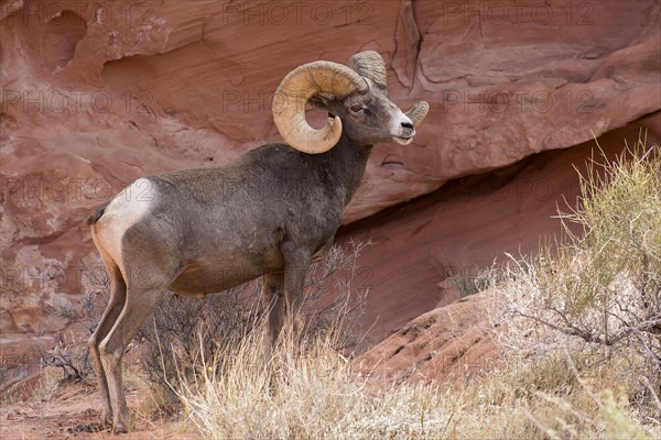 Desert bighorn sheep