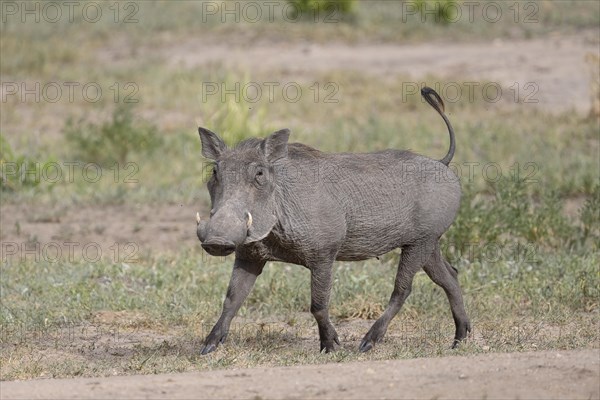 Common warthog