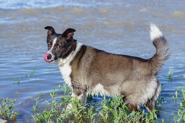 Close-up of a border collie dog's face with tongue out with a river with green leaves in the background