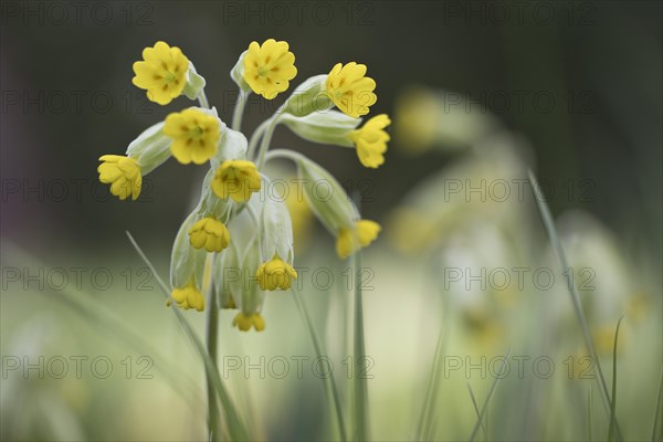 Common cowslip