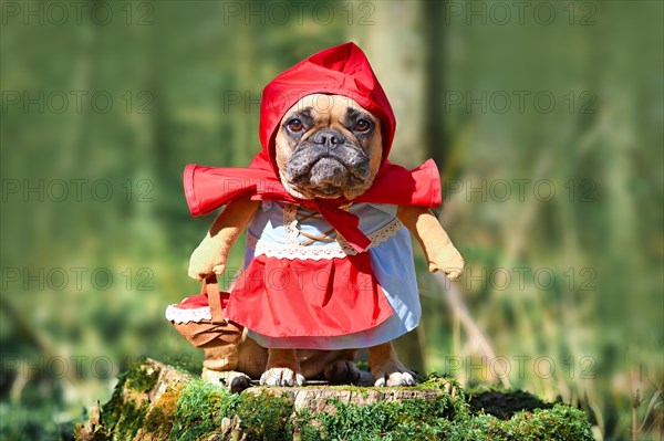 Funny French Bulldog dos dressed up as fairytale character Little Red Riding Hood with full body costumes with fake arms wearing basket in forest