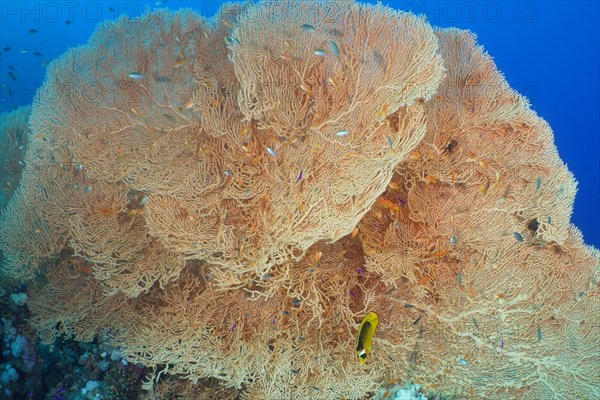 Giant sea fan