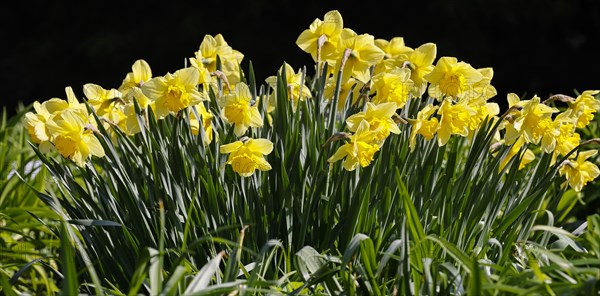 Flowering yellow daffodils