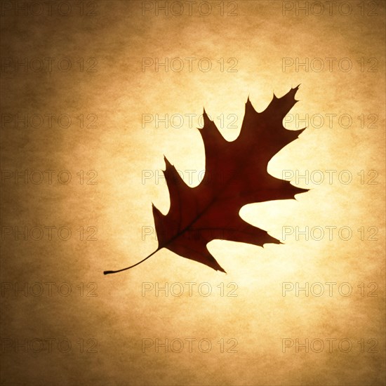 Leaf Silhouette Sepia