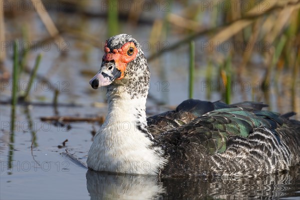 Warty Duck