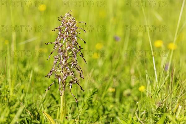 Lizard orchid