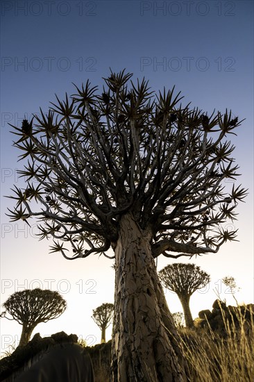 Quiver tree