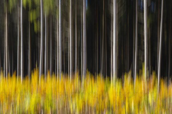 Spruce forest in the Swabian Alb in autumn