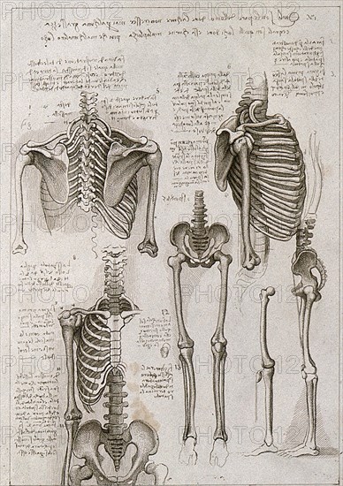 Skeleton of the thorax