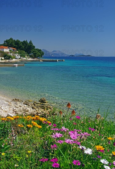 Spring flowers blooming on a shallow