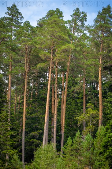 Enztalkiefer in the forest