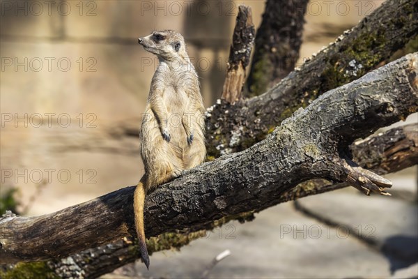 Meerkat