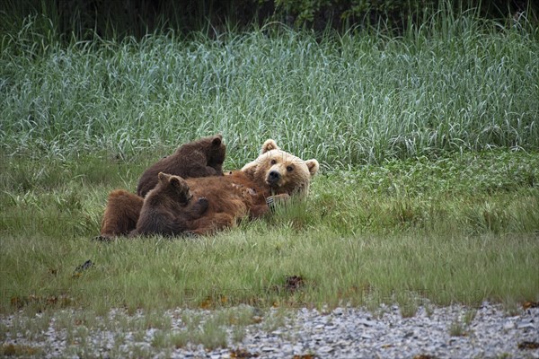 Mother bear suckling her two cubs