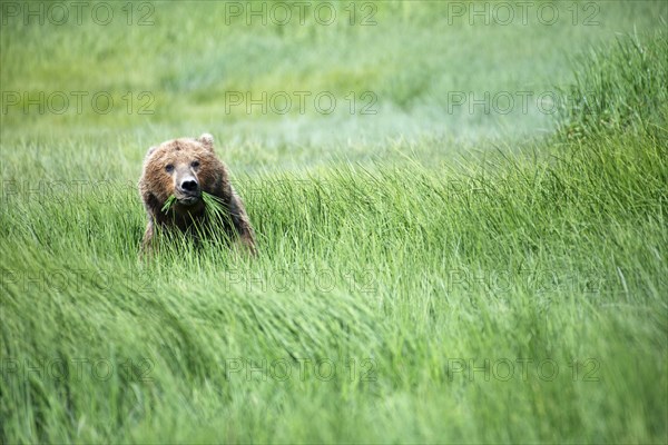 Coastal brown bear