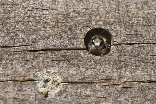 Rusty red mason bee