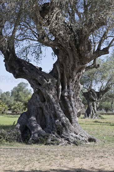 Old olive tree