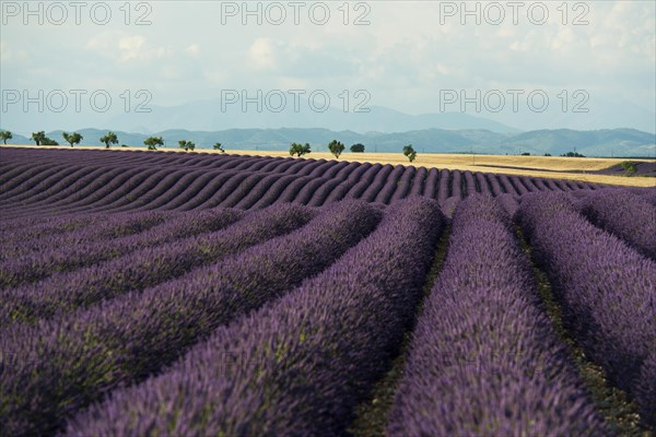 Flowering lavender