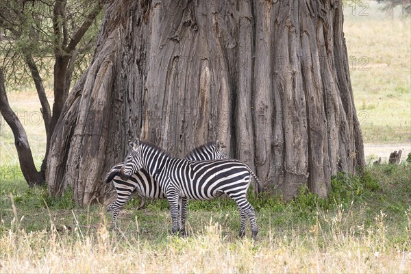 Plains zebra