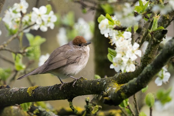 Blackcap