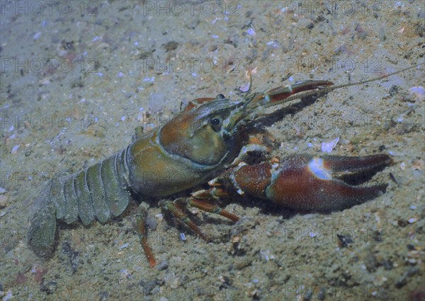 Signal crayfish