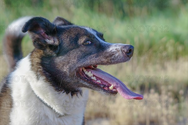 Close-up of a border collie dog's face with tongue out with a river with green leaves in the background