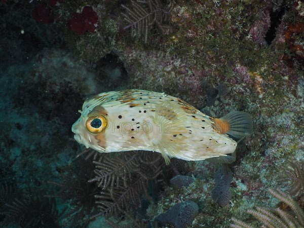 Long-spine porcupinefish