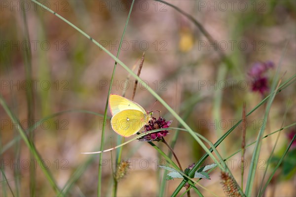 Palaeno sulphur