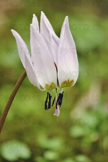 Dog's tooth violet