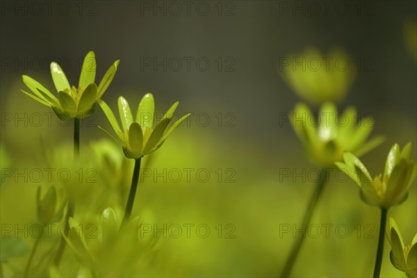 Lesser Celandine