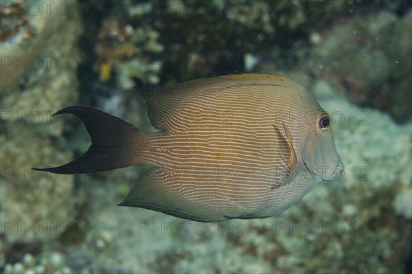 Pinstriped Bristletooth Diver