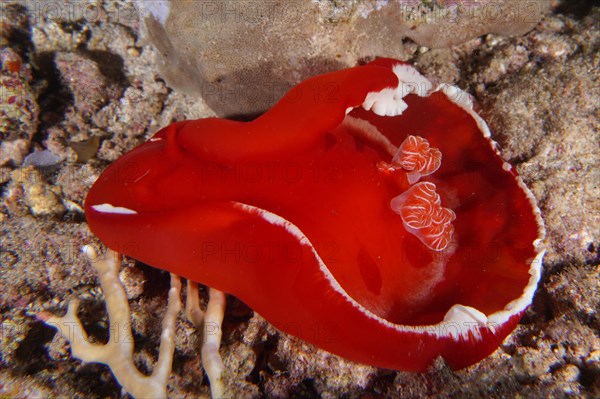 Spanish dancer