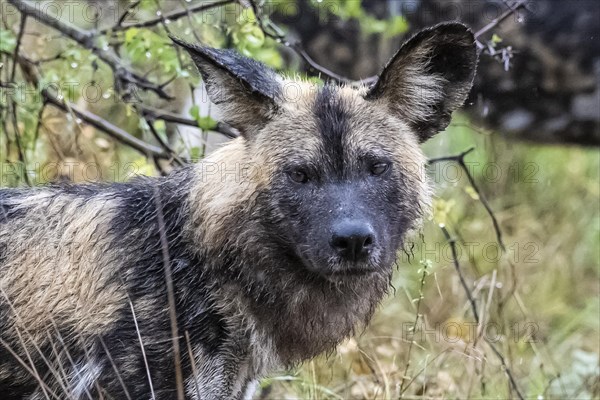 African wild dog