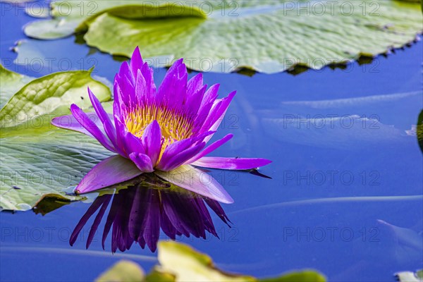 Water lily pond