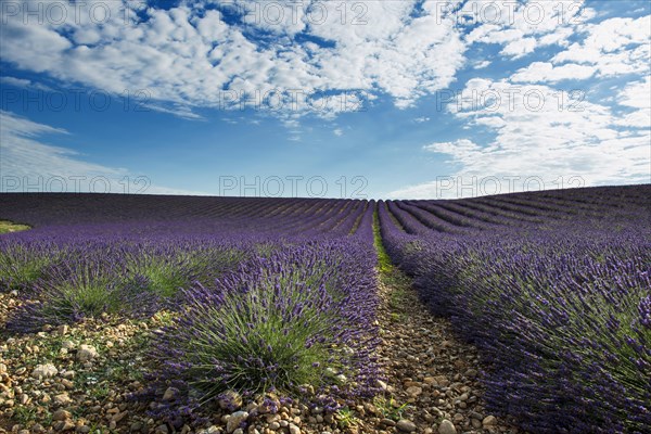 Flowering lavender