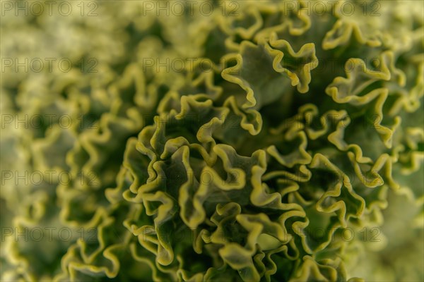Macro photograph of a kale with selective focusing