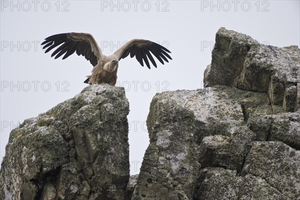 Griffon Vulture