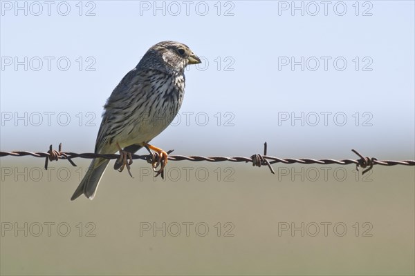 Corn Bunting