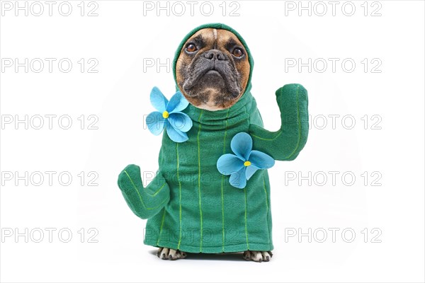 Hilarious French Bulldog dog in funny cactus costume with arms like branches and flowers isolated on white background