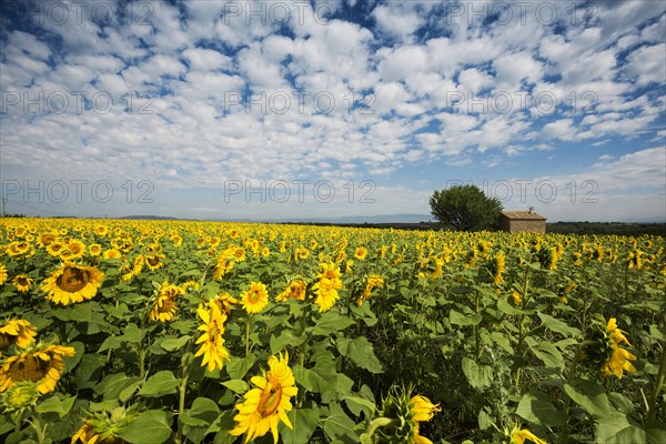 Flowering sunflower field