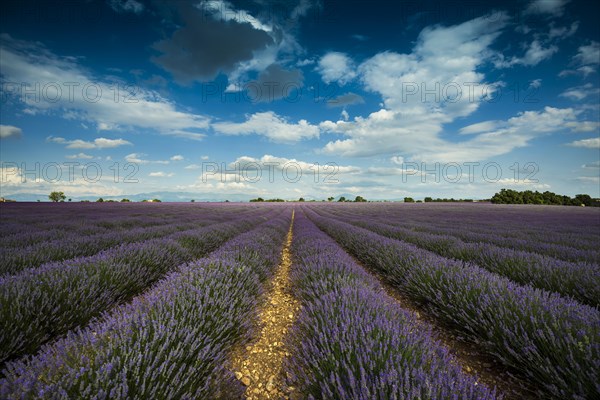 Flowering lavender