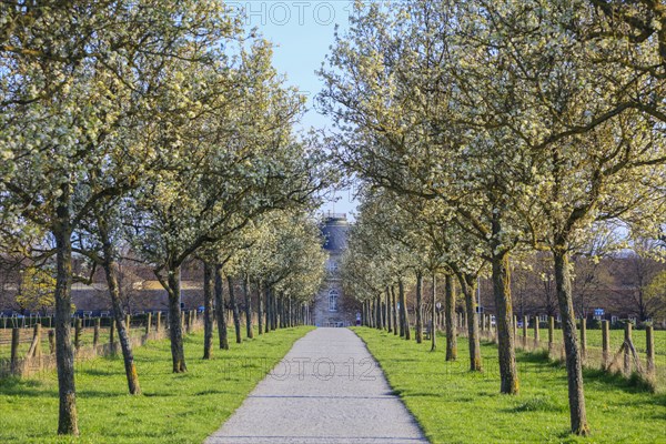 Avenue running towards Hohenheim Palace