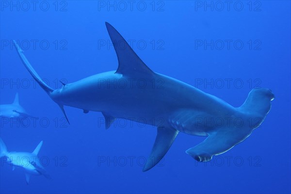 Scalloped hammerhead