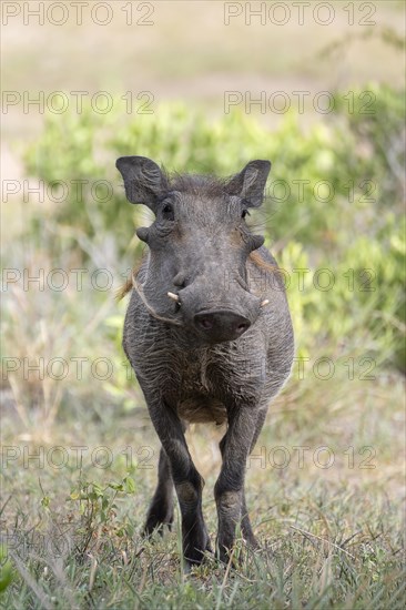 Common warthog