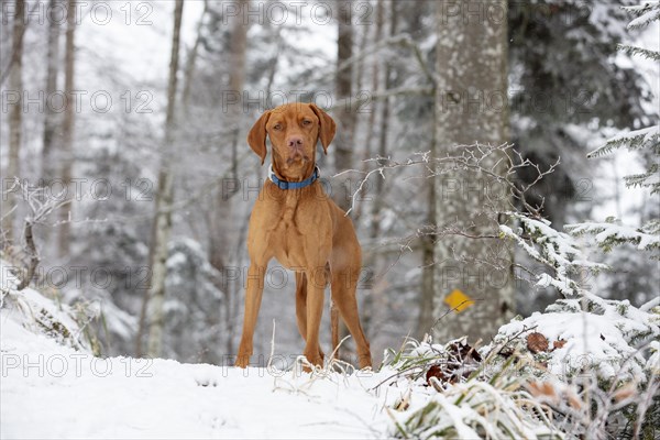 Roevidszoru Magyar Vizsla